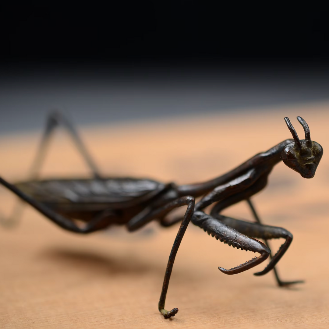 Japanese Praying Mantis