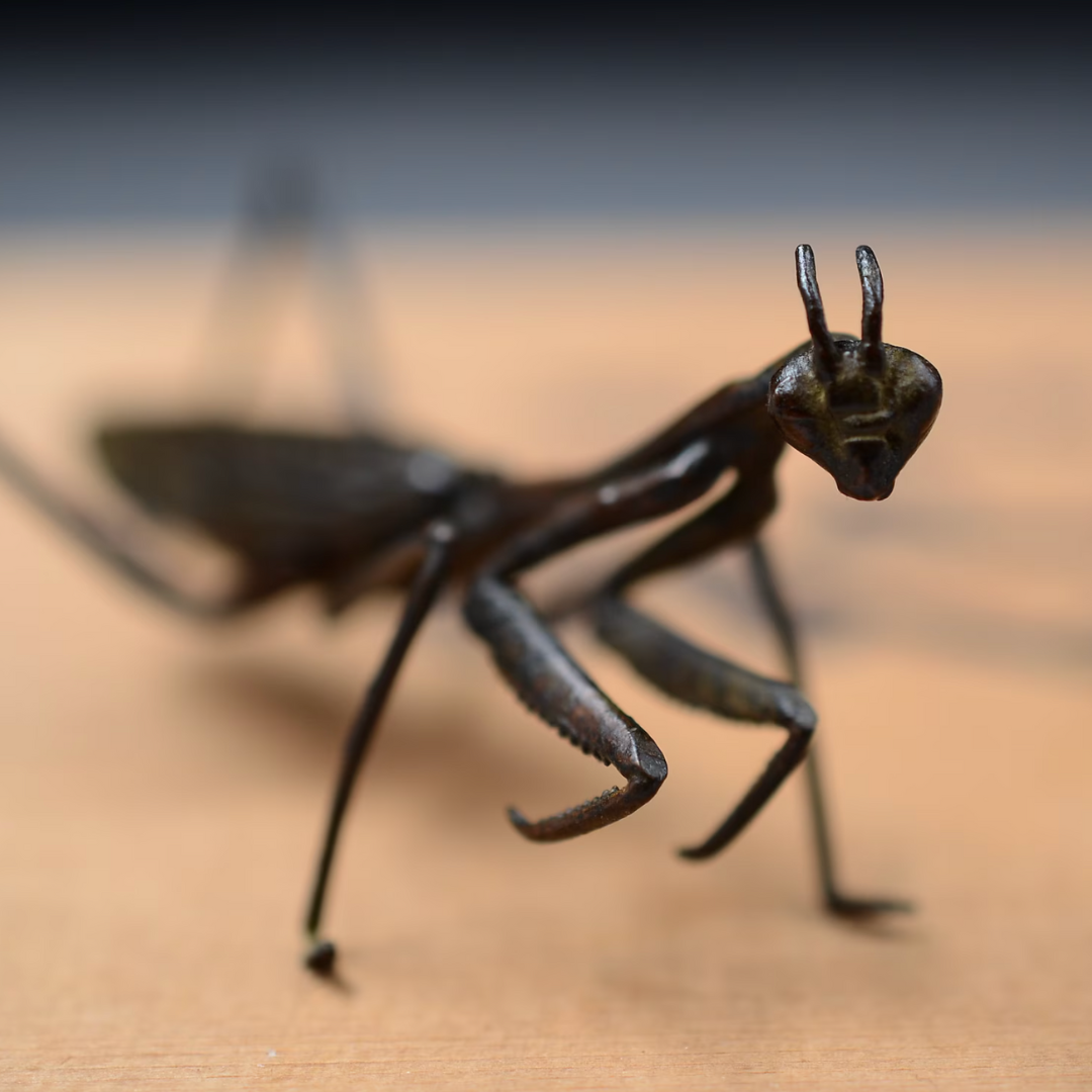 Japanese Praying Mantis