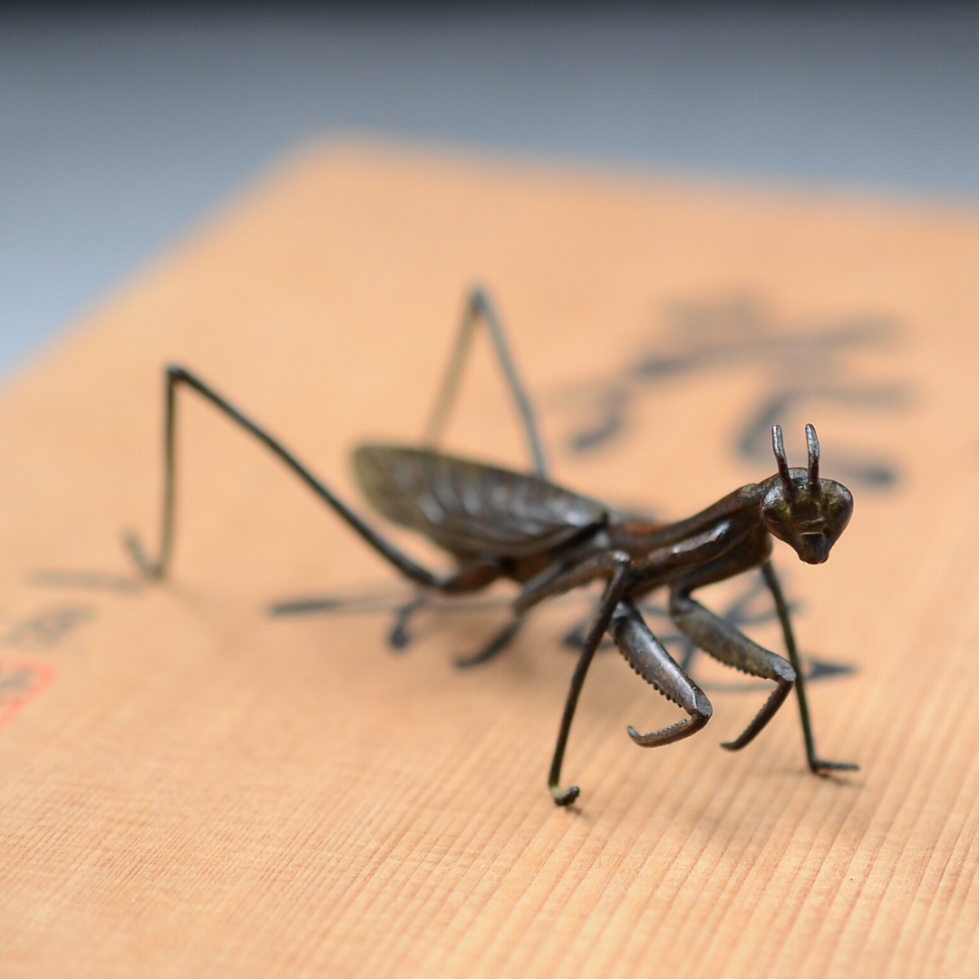 Japanese Praying Mantis